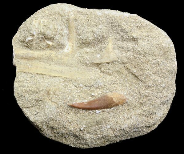Plesiosaur Tooth (Zarafasaura) In Rock #44836
